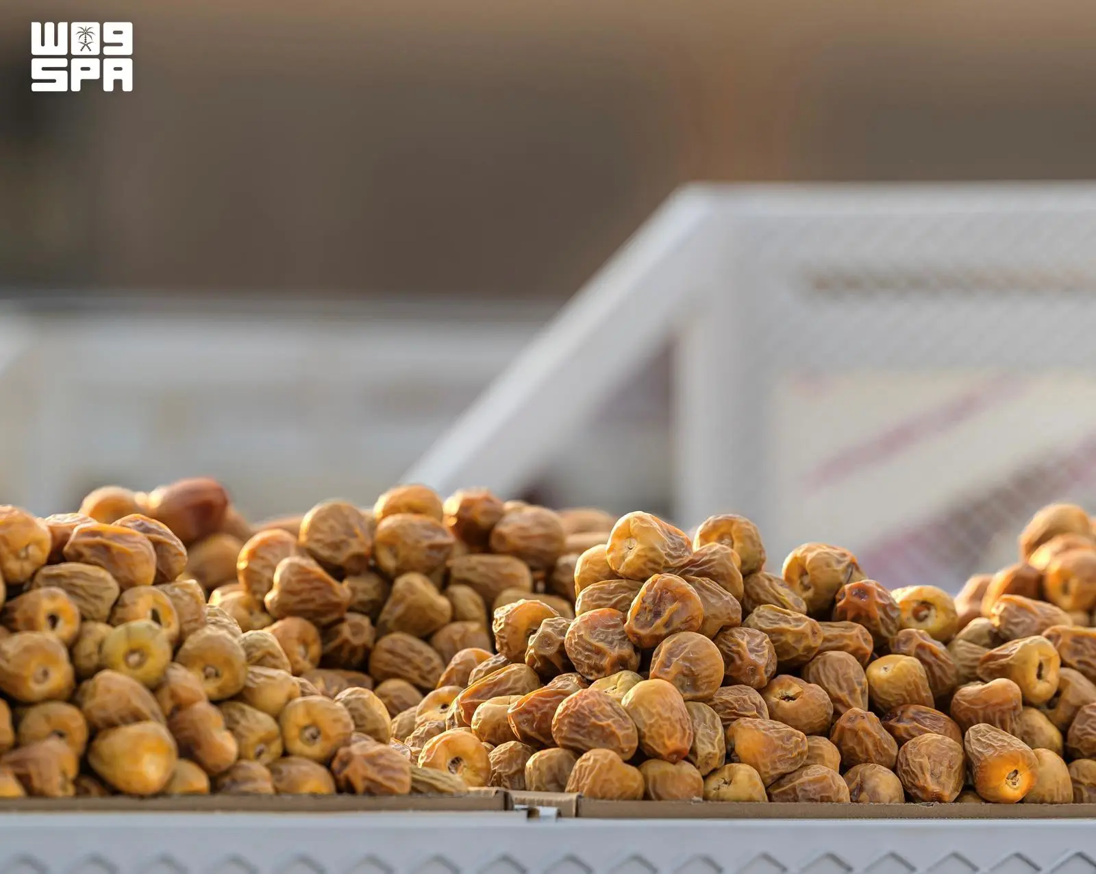 خبر وكالة الأنباء السعودية (واس) - كرنفال بريدة الدولي للتمور