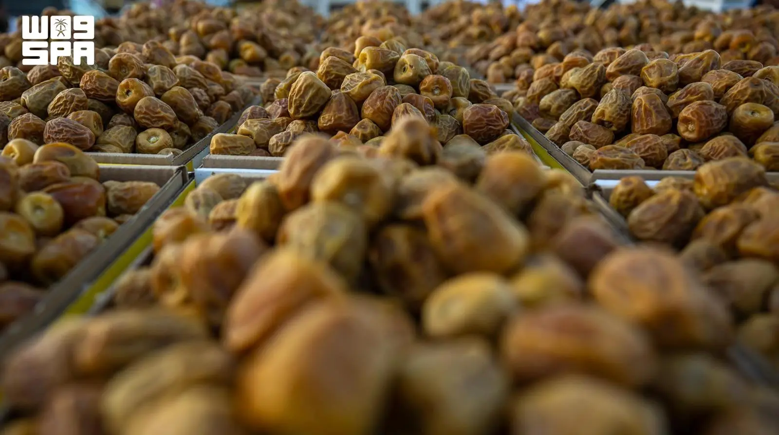 خبر وكالة الأنباء السعودية (واس) - كرنفال بريدة الدولي للتمور